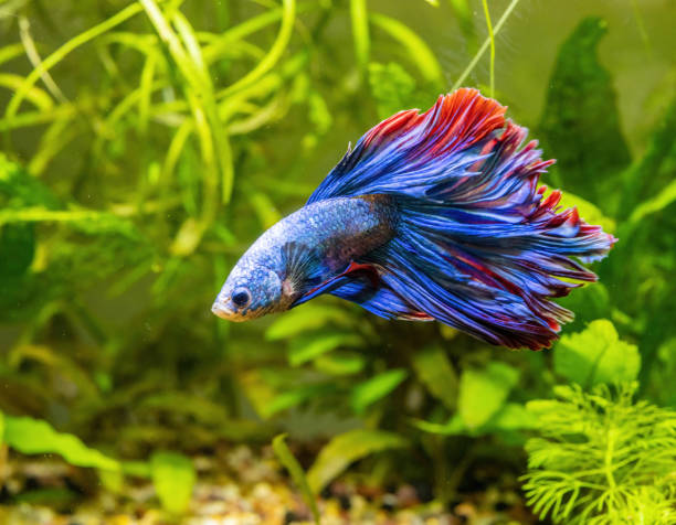Blue Siamese Fighting Fish, Rosetail Halfmoon Aquarium Pet, Blue Red Betta Splendens