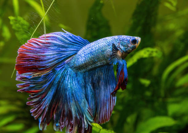 istock Blue Siamese Fighting Fish, Rosetail Halfmoon Aquarium Pet, Blue Red Betta Splendens 2152616178