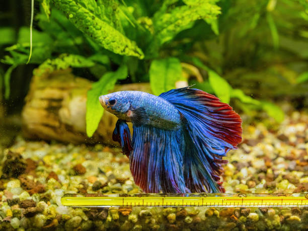 Blue Siamese Fighting Fish, Rosetail Halfmoon Aquarium Pet, Blue Red Betta Splendens