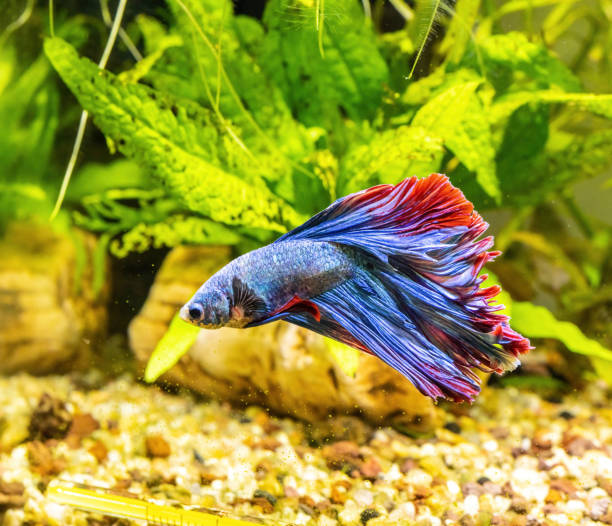 istock Blue Siamese Fighting Fish, Rosetail Halfmoon Aquarium Pet, Blue Red Betta Splendens 2152616224