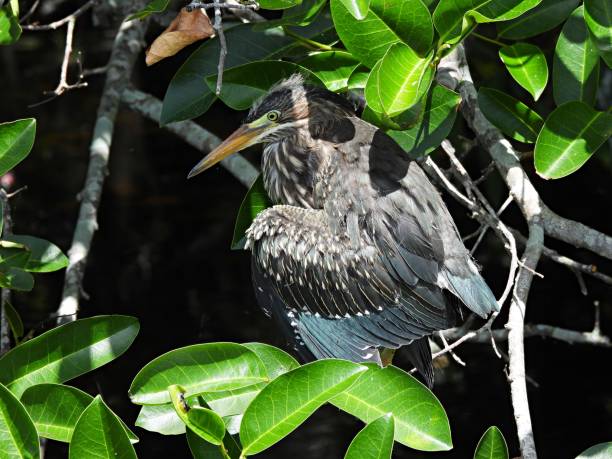 istock Green Heron (Butorides virescens) - juvenile perched on a branch 2152616373