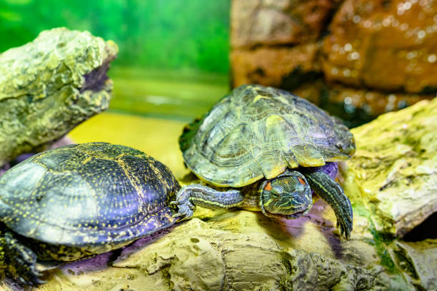 istock Sad red-eared turtles in the zoo's aviary. 2152616950