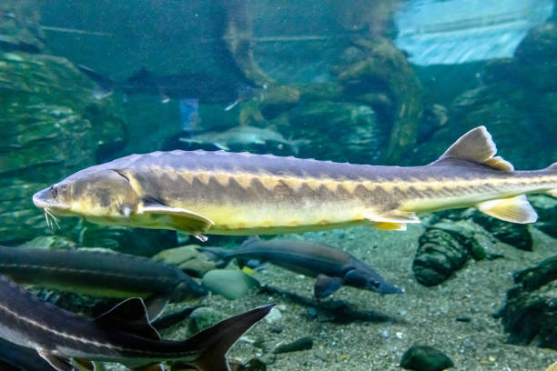 istock Close shot of beluga sturgeon fish. 2152616971