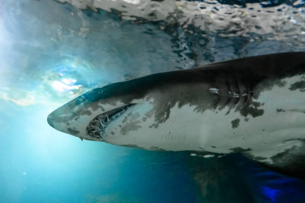 istock Blacktip Reef sharks swimming. 2152617001