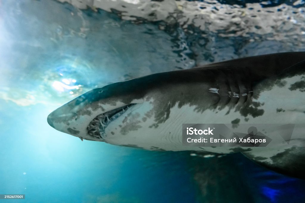 Blacktip Reef sharks swimming. Blacktip Reef sharks swimming in tropical waters over coral reef. Blacktip Reef Shark Stock Photo Blacktip Reef sharks swimming. Blacktip Reef sharks swimming in tropical waters over coral reef. Blacktip Reef Shark Stock Photo