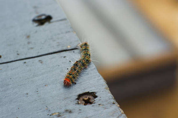 Detail shot of a hairy caterpillar on a fresh green leaf in a dense garden. Great for insect life cycle, environmental awareness, and biological diversity themes.