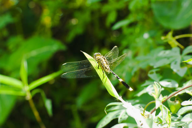 Big green dragonfly on a green leaf