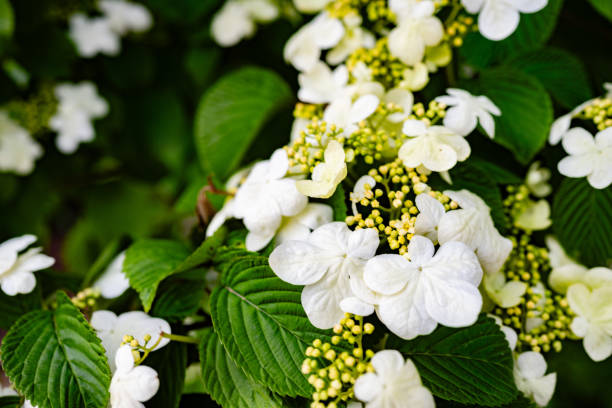 istock Spring Flowers Blooming in Battery Park NYC 2152618719