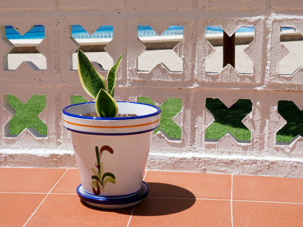 Sunlit Sansevieria Pot Decoration for Terrace