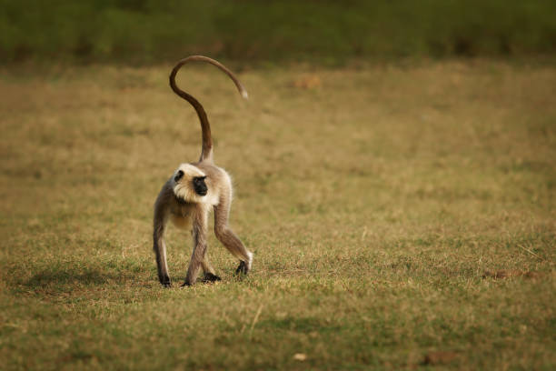 Black-footed gray or Malabar Sacred Langur - Semnopithecus hypoleucos, Old World leaf-eating monkey found in southern India, monkey on the meadow on the lake bank with upright long tail