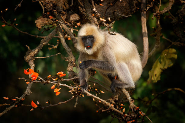 Black-footed gray or Malabar Sacred Langur - Semnopithecus hypoleucos, Old World leaf-eating monkey found in southern India, monkey sitting in the forest and feeding on the blooms