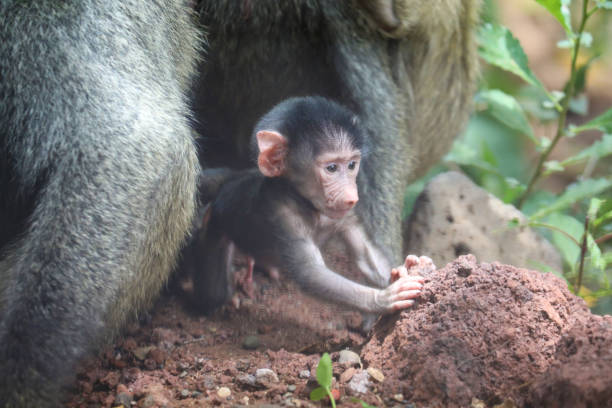 A female Monkey is caring for her baby!