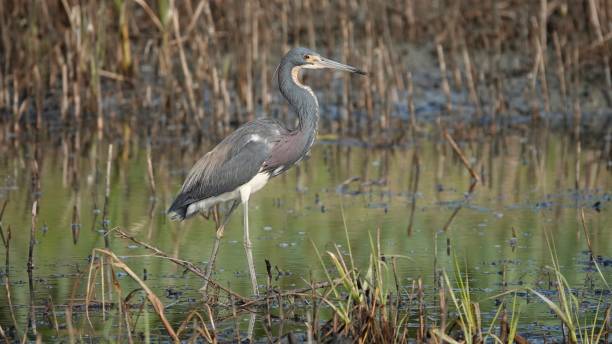istock Tricolored Heron Wading in the Reeds 2152624969