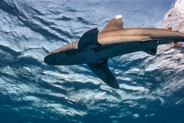 istock Emperor of the Depths: Oceanic Whitetip's Domain 2152625659