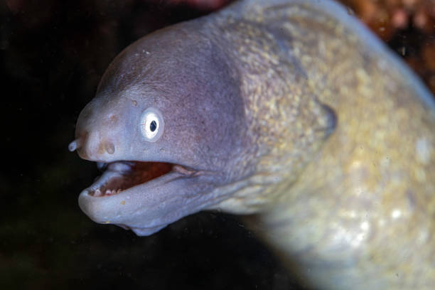 Close-up of a curious moray eel peeking out from its dark underwater hideaway, with its small, sharp teeth slightly bared and eyes wide open