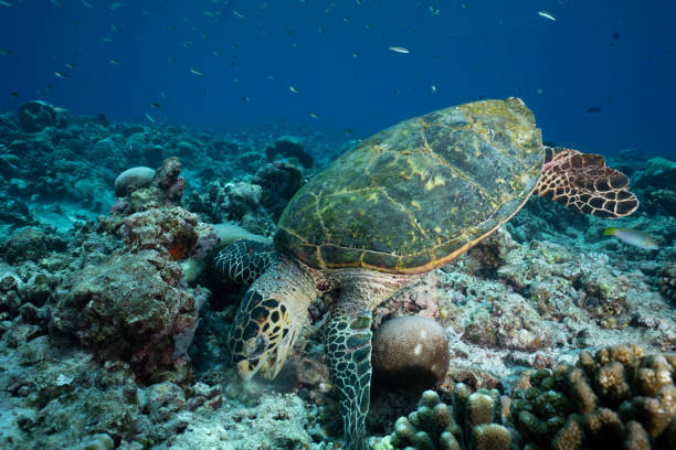 istock Dining in the Depths: A Sea Turtle's Mealtime 2152625687