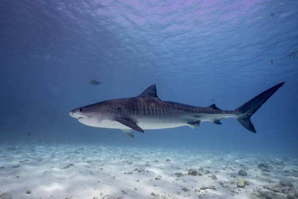 istock Tiger Shark Over the Ocean Sands 2152625699