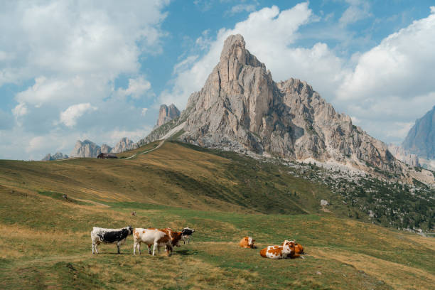 istock Cows on pasture near Passo Giau in Dolomites 2152627026