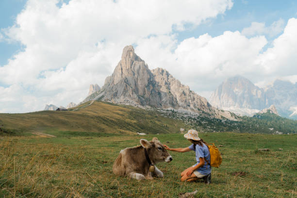 istock Woman pets cow in Dolomites in summer 2152627171