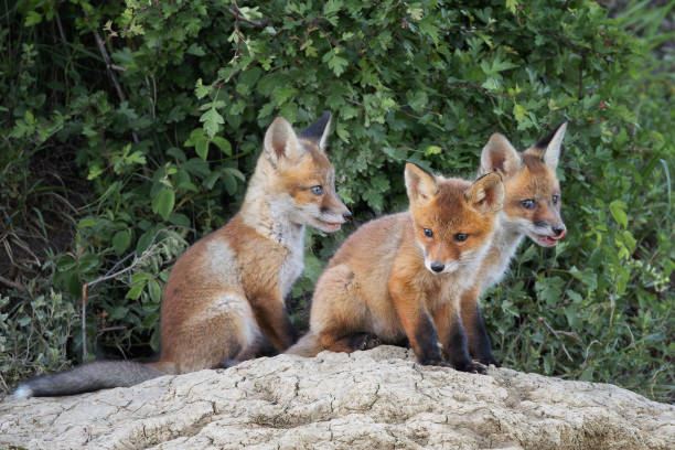 istock fox cubs near the den 2152627291