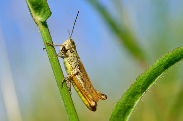 Photograph of brown grasshopper perched at the end of a weed stalk. Background of beautiful and exotic animals in the wild. Animal Wildlife. Animal Macros. Animal Photography. Macro Photography Concept
