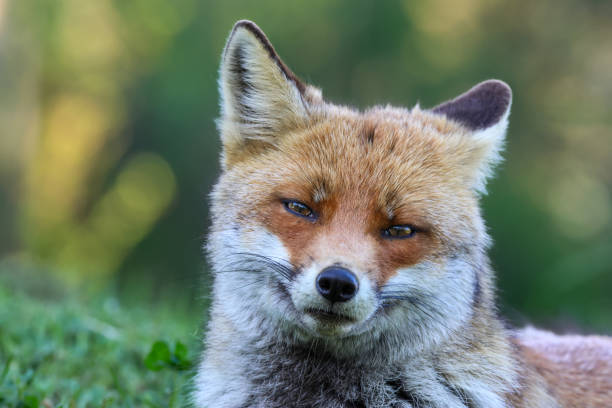istock Red Fox... The best of nature in spring 2152629298