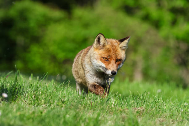 istock Red Fox... The best of nature in spring 2152629428