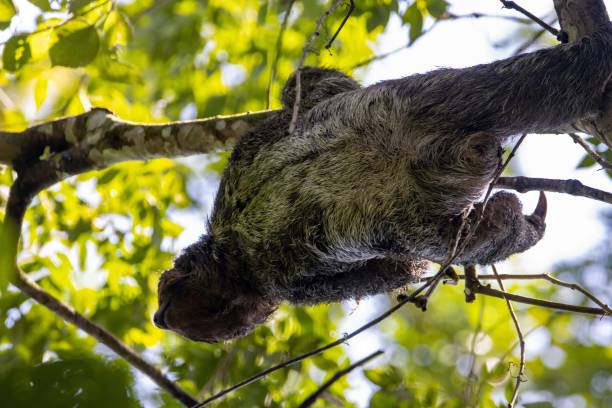 istock Brown throated sloth, Bradypus variegatus, in a tree 2152630117