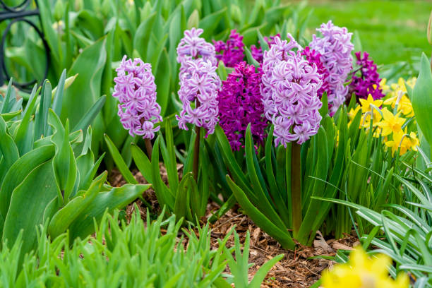 istock Home Garden Hyacinth 2152630167