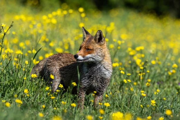 istock Red Fox... The best of nature in spring 2152630208