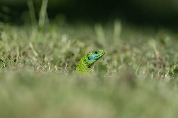 the Lacerta Virdis in a field