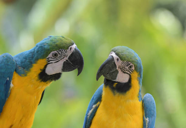 istock Blue and yellow macaw (Ara ararauna) an exotic bird 2152631735
