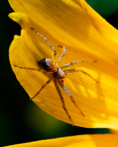 istock A small brown spider is perched on a bright yellow flower petal, casting delicate shadows. 2152631812