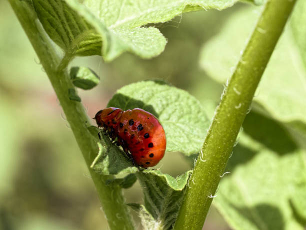 istock Vibrant green foliage hosts a red and black-spotted caterpillar. 2152631895
