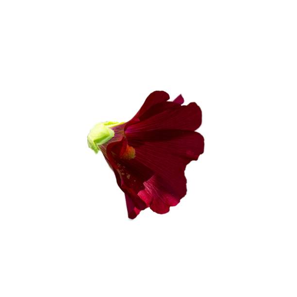 Flowering common hollyhock (Alcea rosea) plants with dark red flowers in summer garden