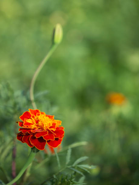 istock Marigold flower close-up on a blurry background. Copyspace. 2152632077