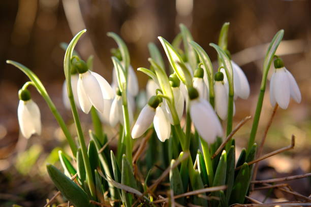 istock Close uo of snowdrop flowers blooming. First spring flowers 2152633030