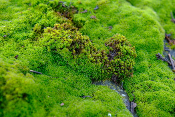 istock Moss. The texture of the moss Natural green moss in macro 2152633052