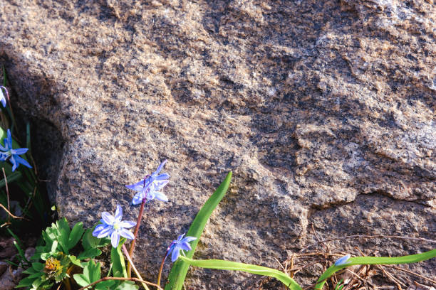 Blue flower and stone zen spa on grey background.