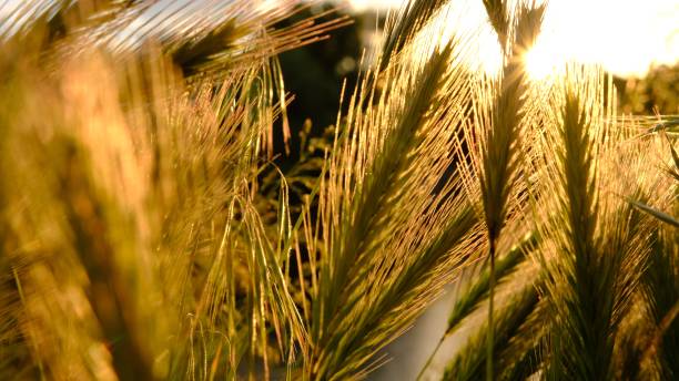istock sun light on goldy green wheat field shaking on the wind 2152633118