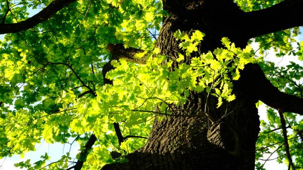 istock Green leaves and sun in spring shaking from the wind 2152633132