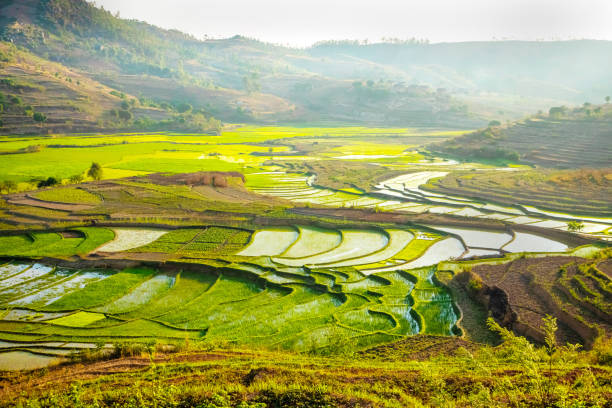 istock Rice terrasses fields of Madagascar 2152633418