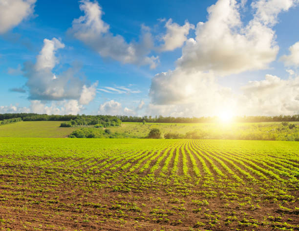 istock Sunflowers on the farm field and sun on blue sky. 2152635005