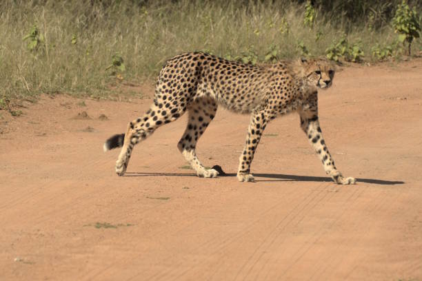 Juvenile Cheetah in Dinokeng Crossing the road