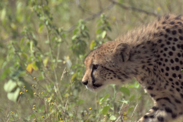 Juvenile Cheetah in Dinokeng in various Headshots in the Bush