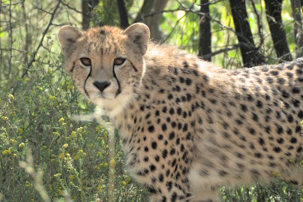 istock Cheetah in the Bush 2152635943