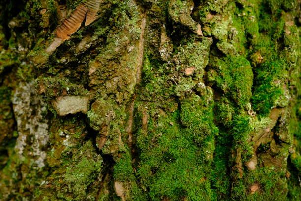 green bark background with moss on the bark.