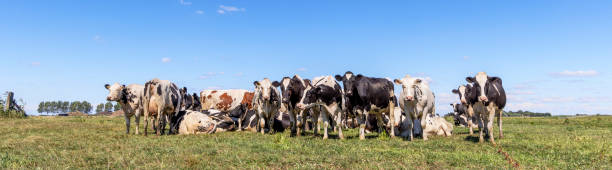 istock Herd cows gathering together in a field, a group in a pasture, blue sky, naturalistic panoramic wide view 2152636209