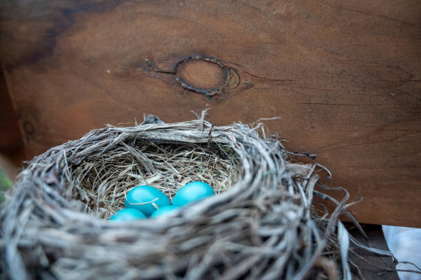 Close-up on American Robin's nest built under the roof of my outdoor patio with four small turquoise eggs