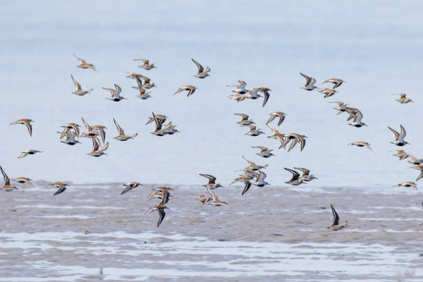 istock Group of Dunlins in flight vover the shore. 2152642207